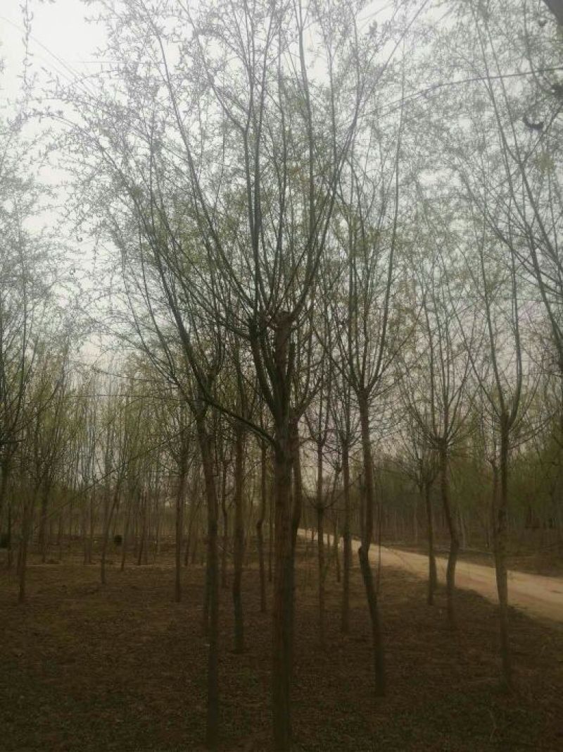 垂柳8~10cm8~10cm2.5~3米