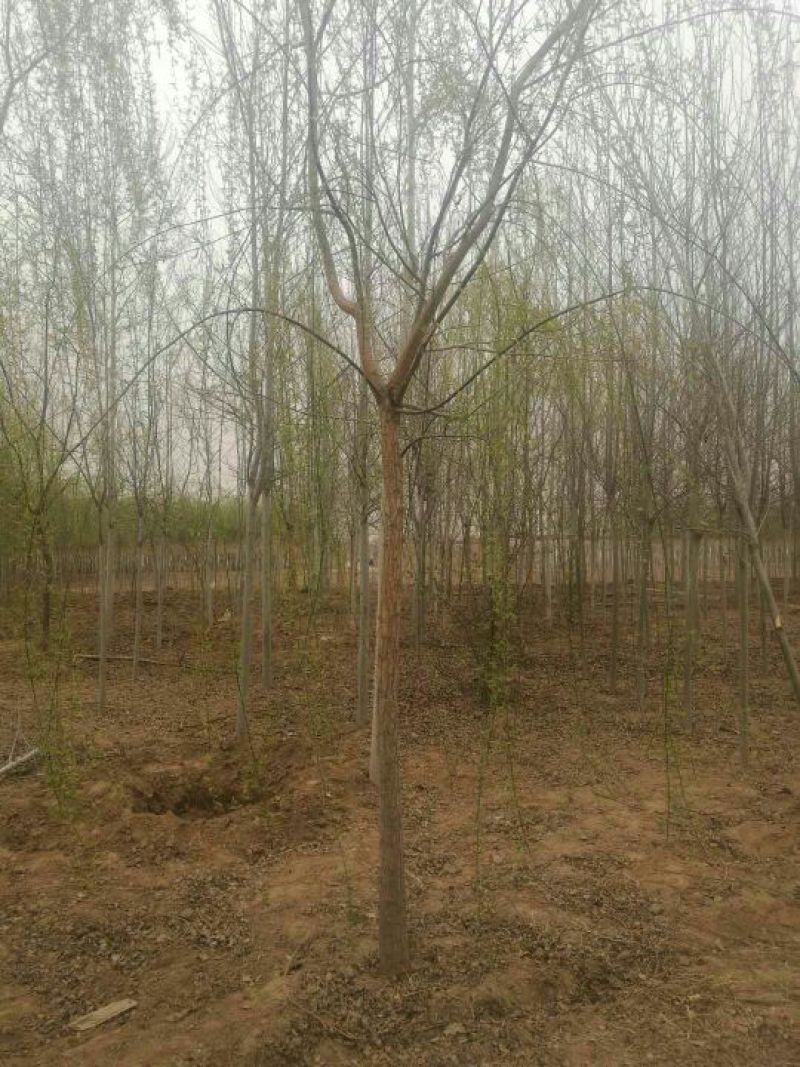 垂柳8~10cm8~10cm2.5~3米