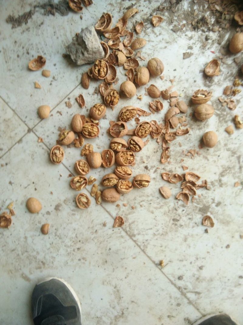 新二核桃去皮30~35mm干