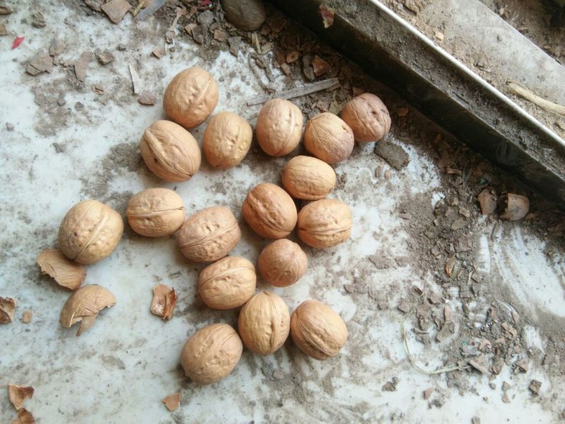 新二核桃去皮30~35mm干