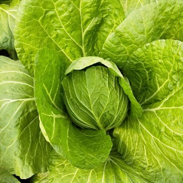 黄心白菜净菜7斤以上
