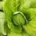 黄心白菜净菜7斤以上