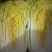 黄心白菜净菜7斤以上