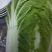 黄心白菜净菜7斤以上