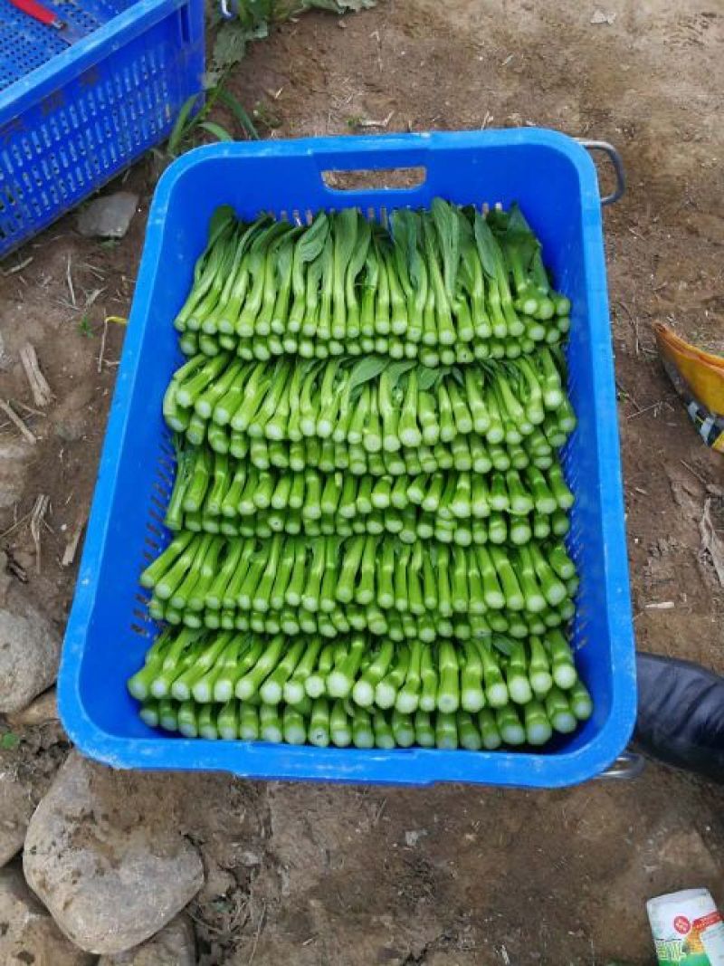 迟菜心15~20cm