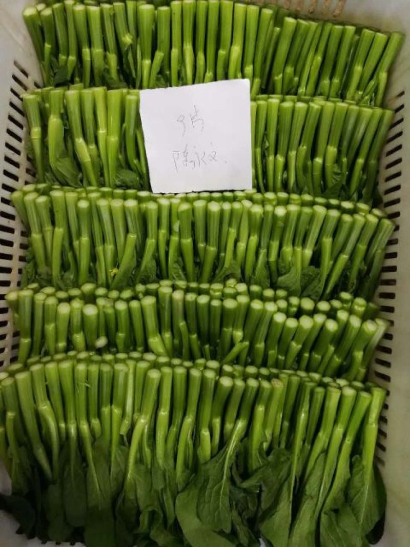 迟菜心15~20cm