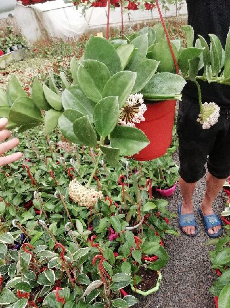 吊兰球兰，银斑球兰，花叶球兰