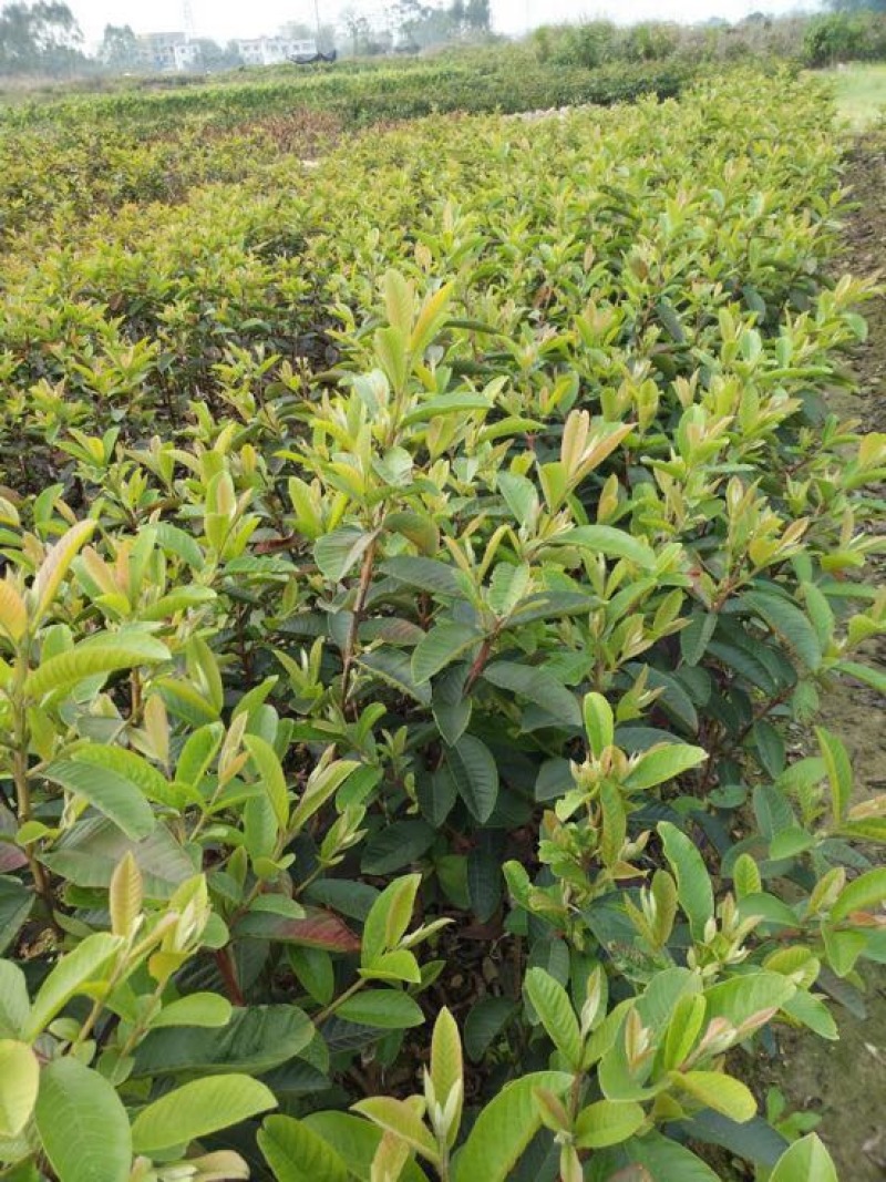 番石榴苗50~80cm