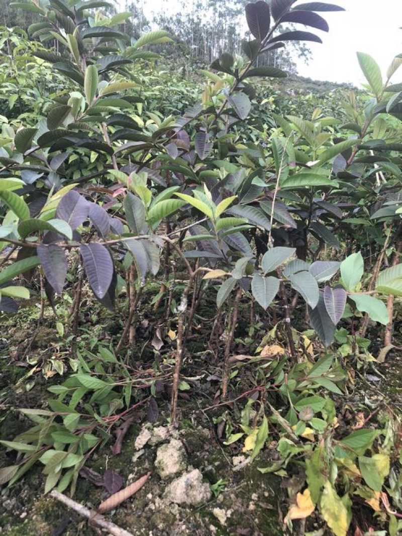 番石榴苗50~80cm