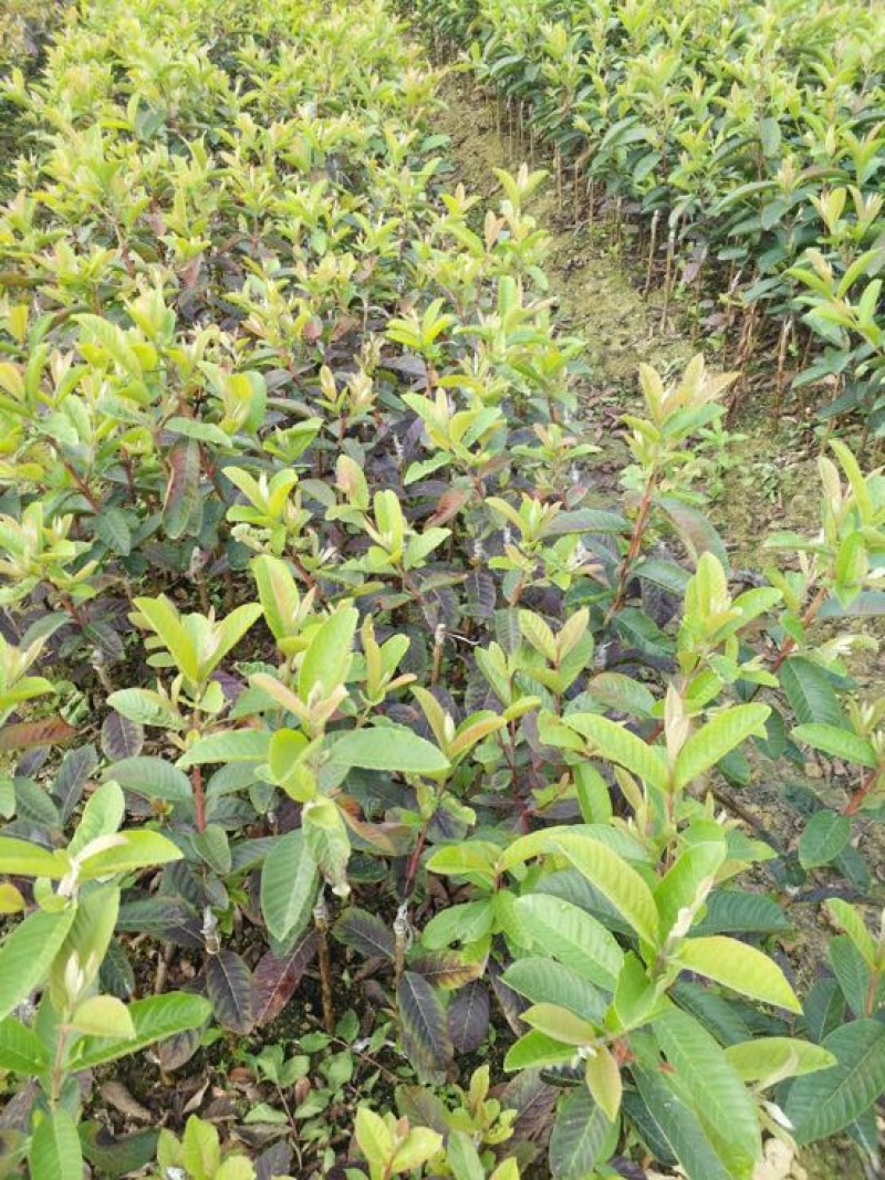 番石榴苗50~80cm