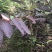 番石榴苗50~80cm