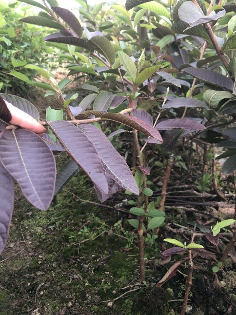 番石榴苗50~80cm