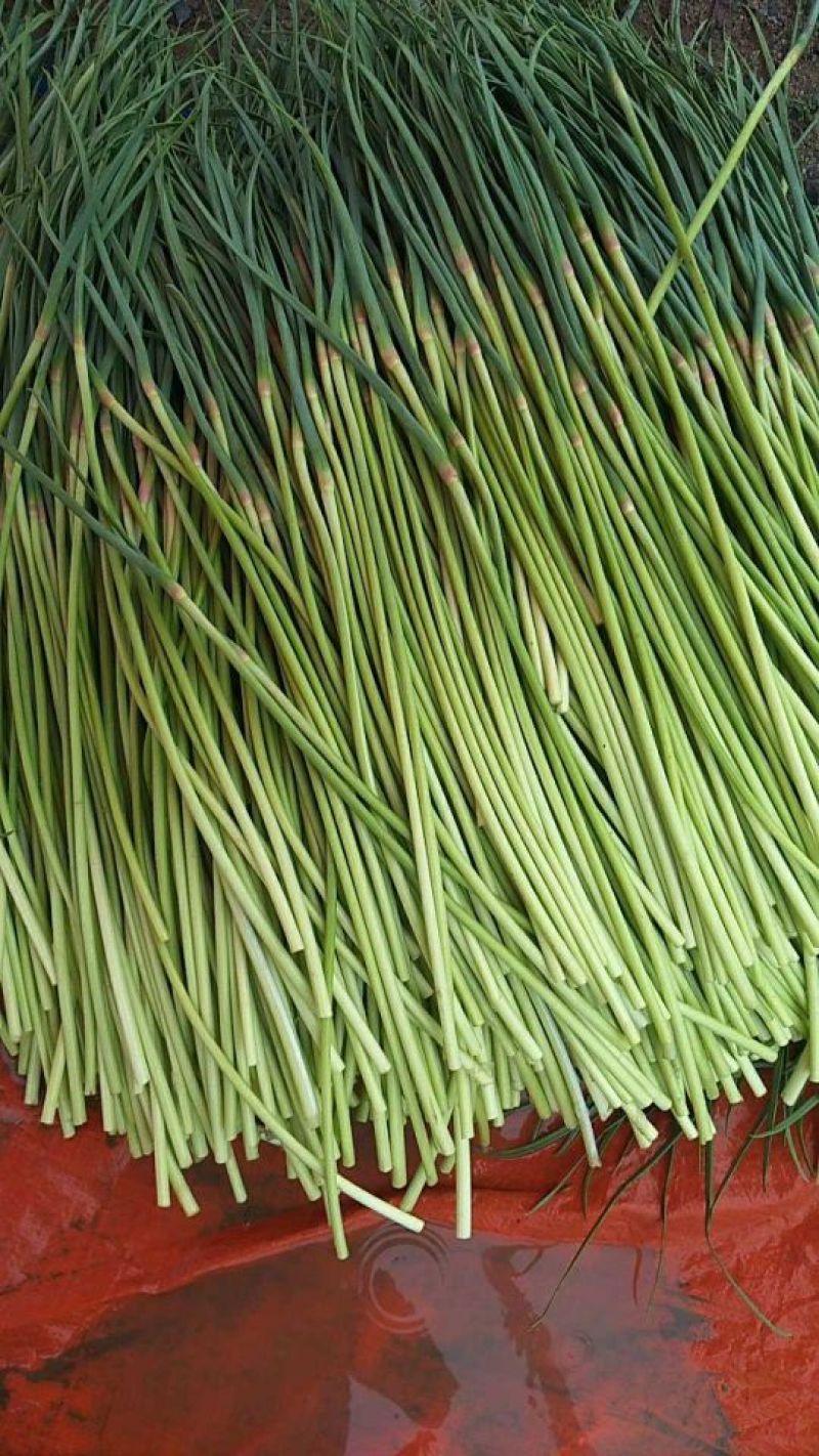 金杞红毛蒜薹，精品50~60cm，规格齐全，品种纯正