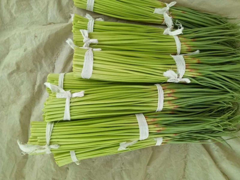 金杞红毛蒜薹，精品50~60cm，规格齐全，品种纯正