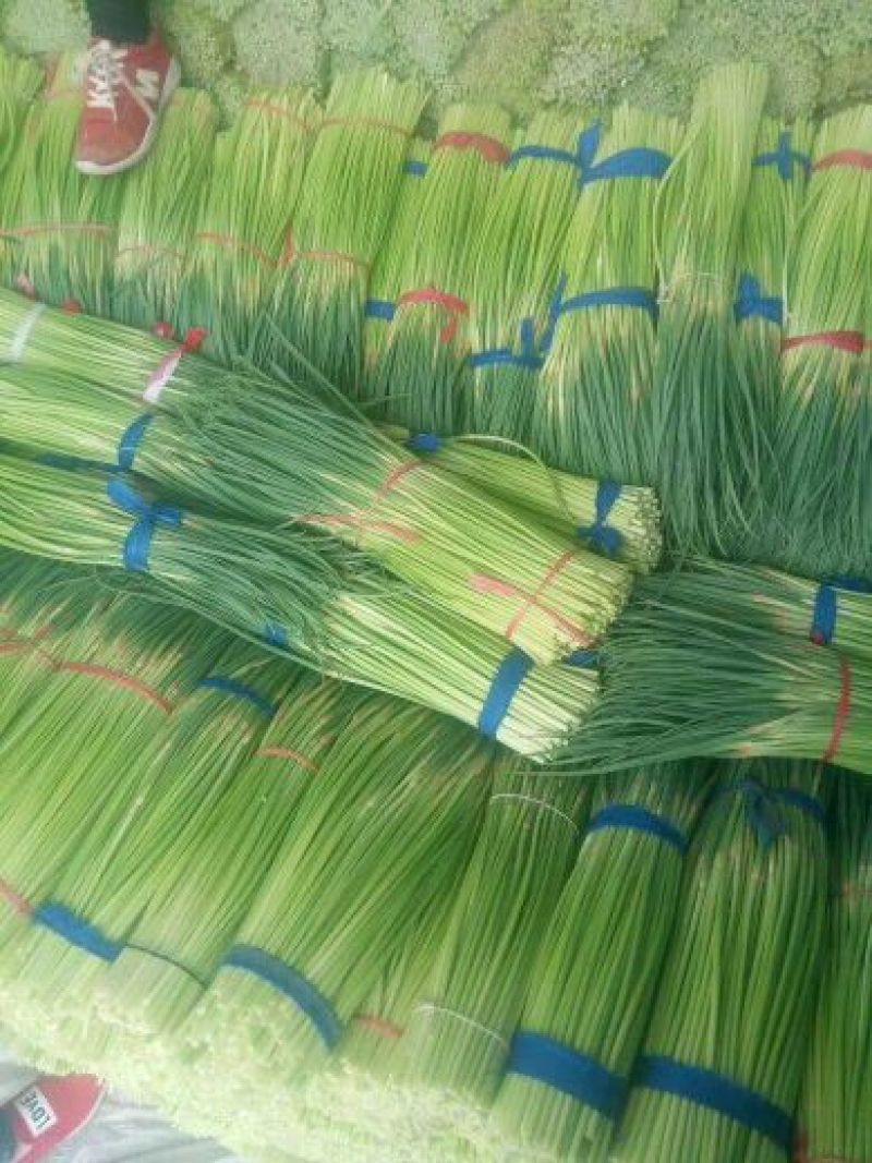金杞红毛蒜薹，精品50~60cm，规格齐全，品种纯正
