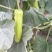 胡瓜鲜花带刺25公分以上，窋芦
