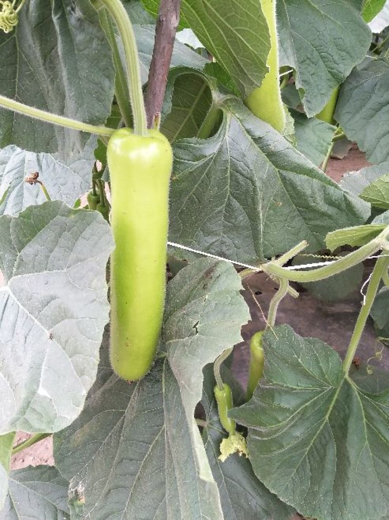 胡瓜鲜花带刺25公分以上，窋芦