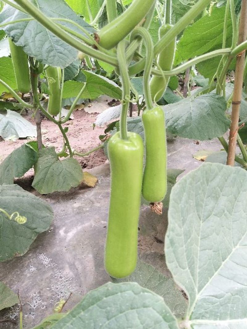 胡瓜鲜花带刺25公分以上，窋芦