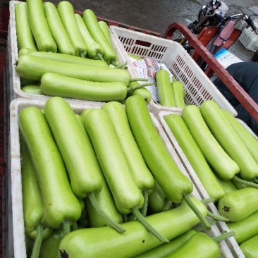 胡瓜鲜花带刺25公分以上，窋芦