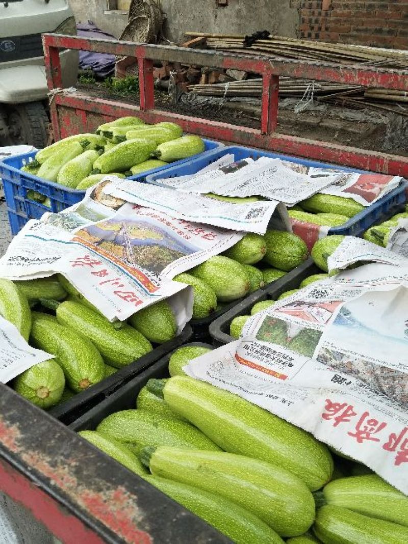 胡瓜鲜花带刺25公分以上，窋芦