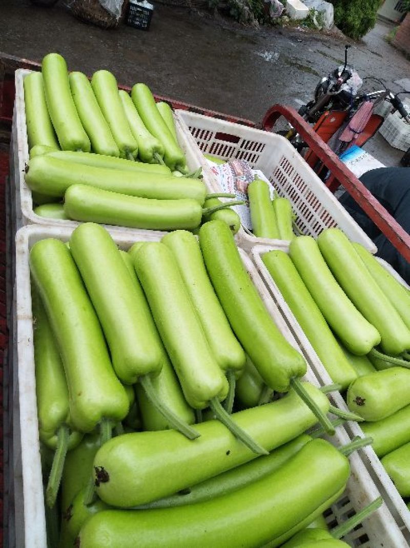胡瓜鲜花带刺25公分以上，窋芦