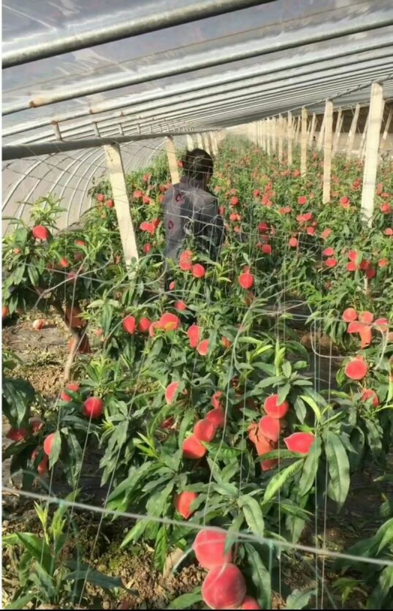 【推荐】春雪水蜜桃，质量保证产地直销承接商超批发全国