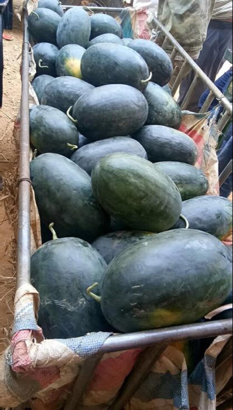 【精品西瓜】2024广西南宁地区地大量供应各品种西瓜