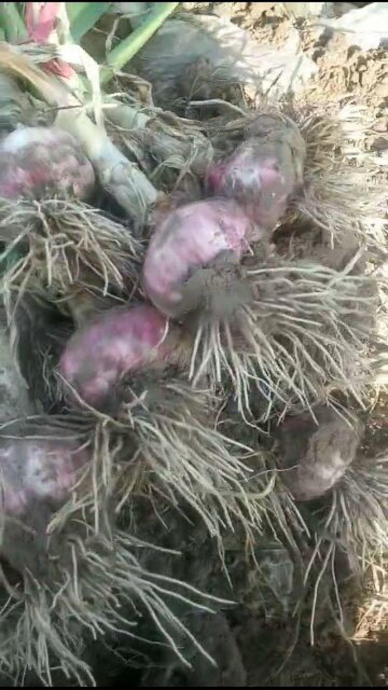 大蒜带苗大蒜，把蒜个头大，成熟度好，常年代发代收