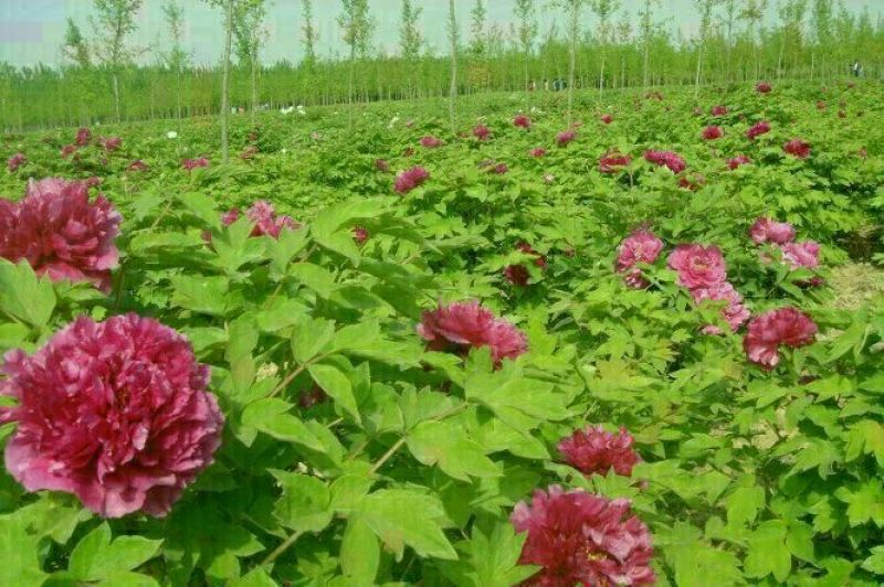 牡丹精品观赏牡丹，多层花，保品种，保成活