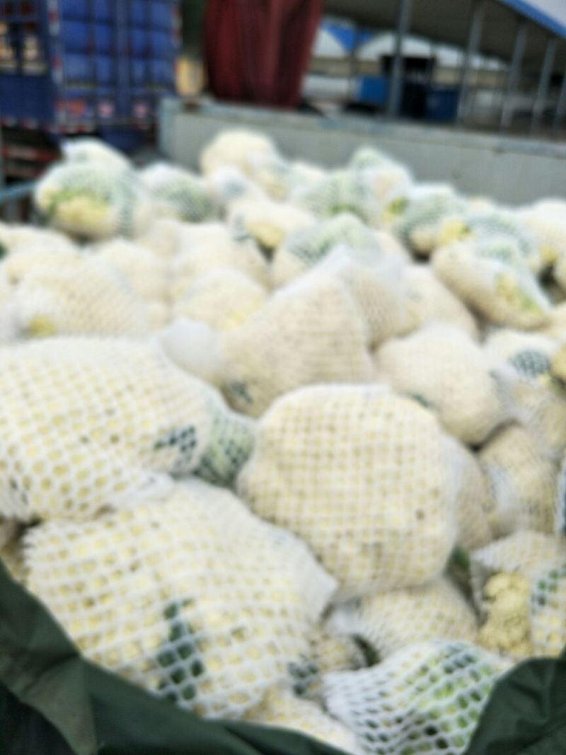 白面青梗有机散花，河北唐山市滦南县大量供应