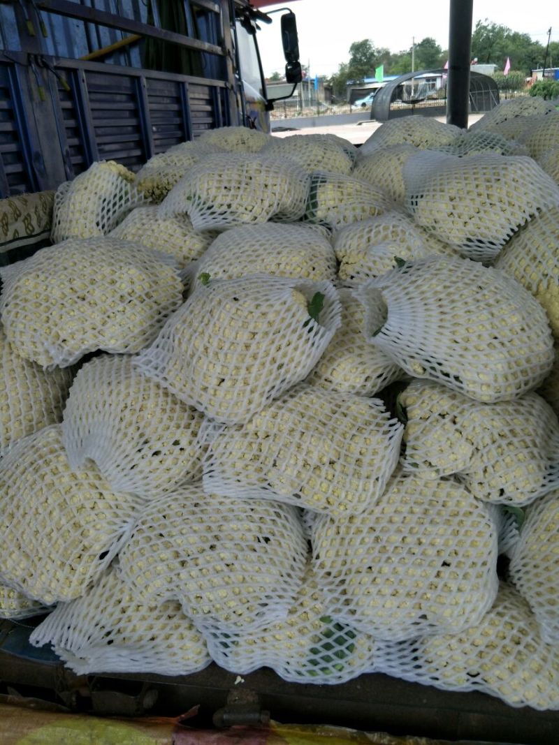 白面青梗有机散花，河北唐山市滦南县大量供应