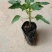 木瓜树苗10~20cm