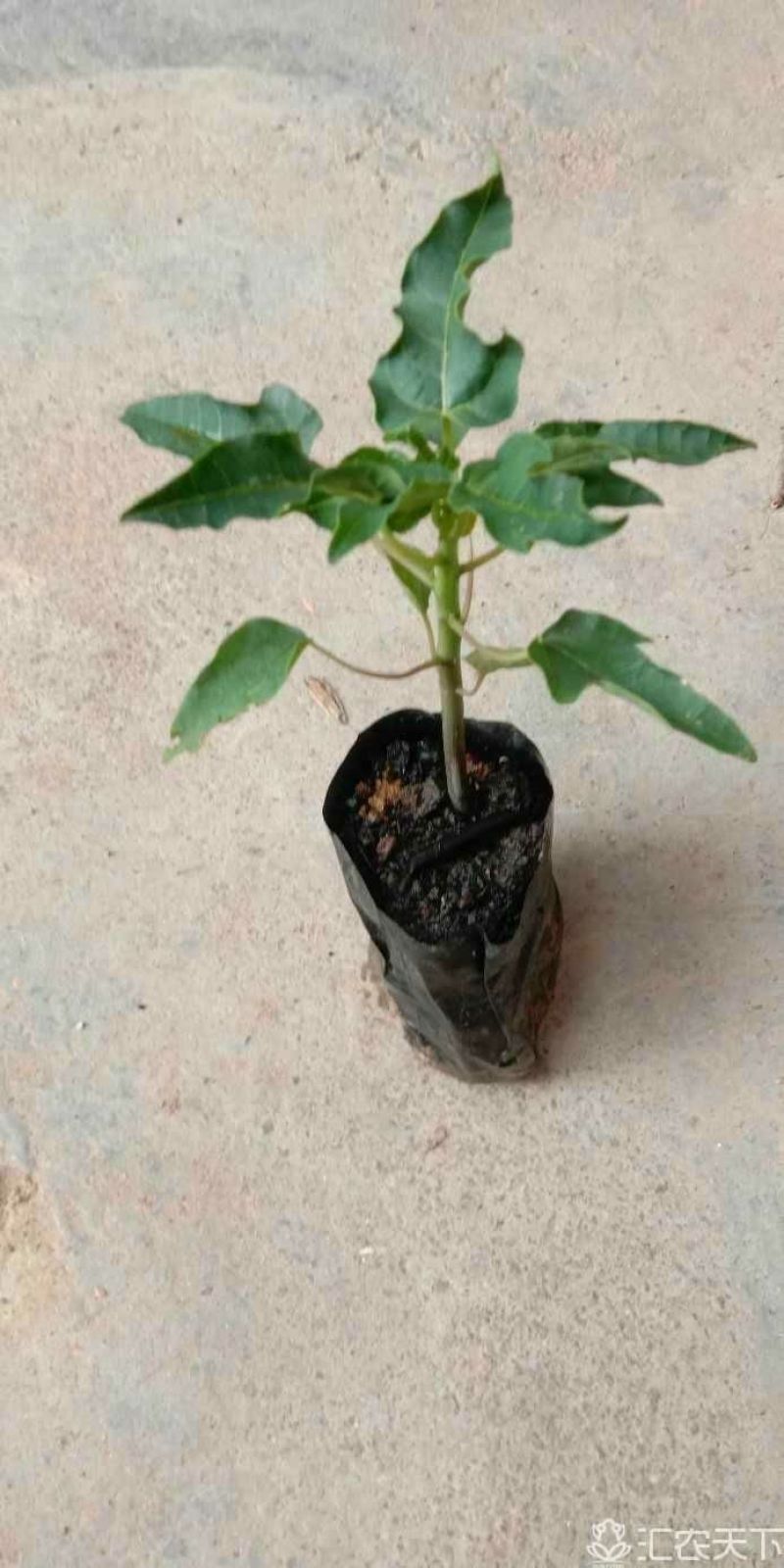 木瓜树苗10~20cm