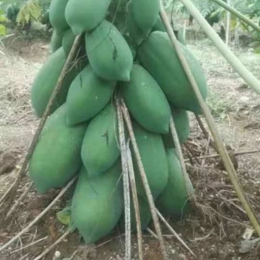 木瓜树苗10~20cm