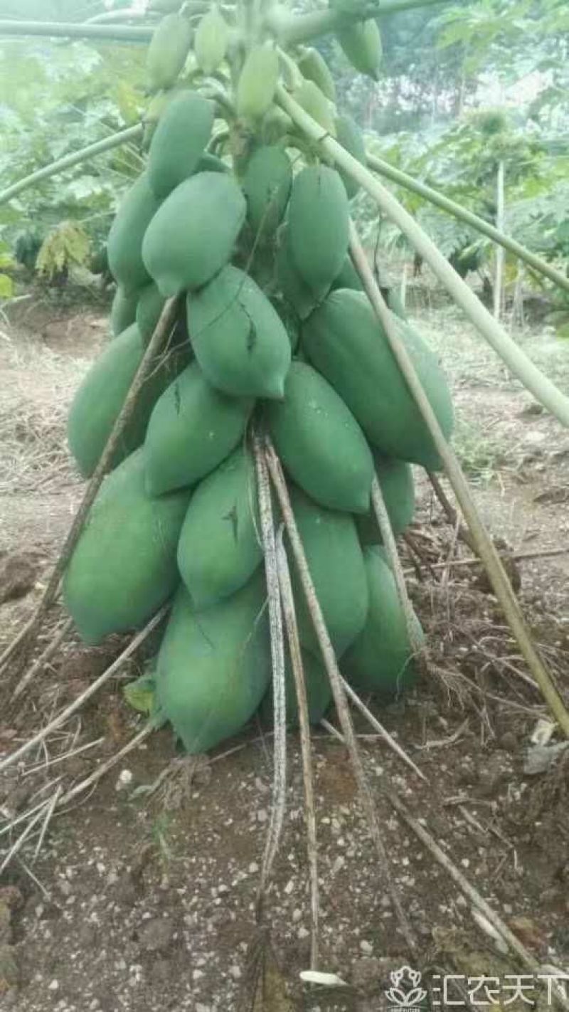 木瓜树苗10~20cm