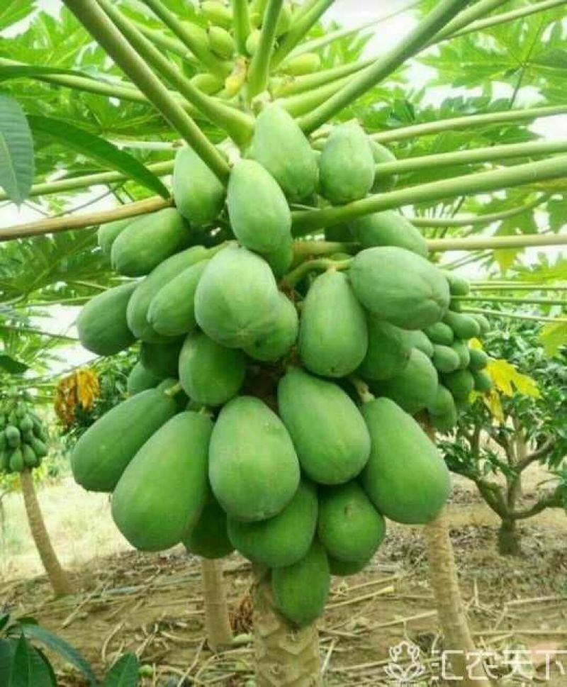 木瓜树苗10~20cm