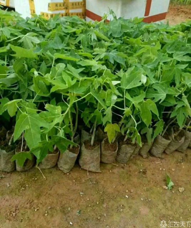 木瓜树苗10~20cm