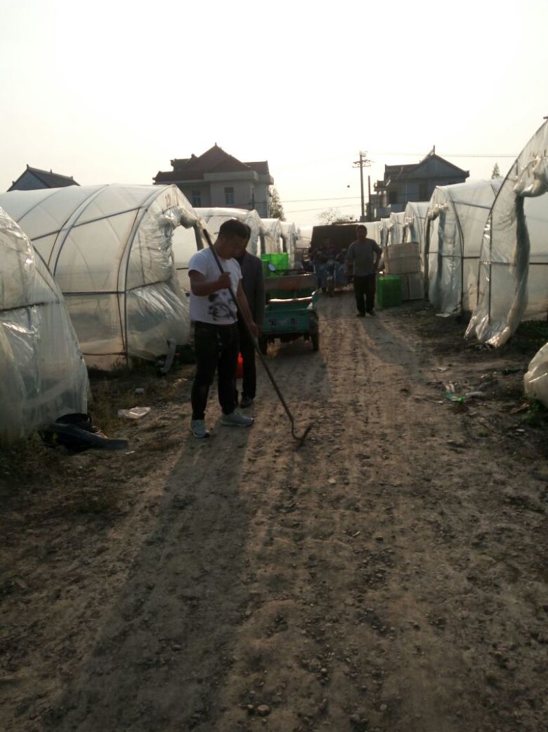 专业代收食堂小青菜