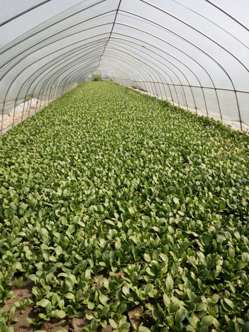 专业代收食堂小青菜
