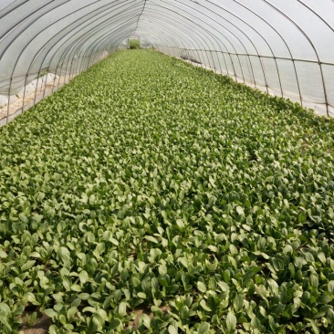 专业代收食堂小青菜