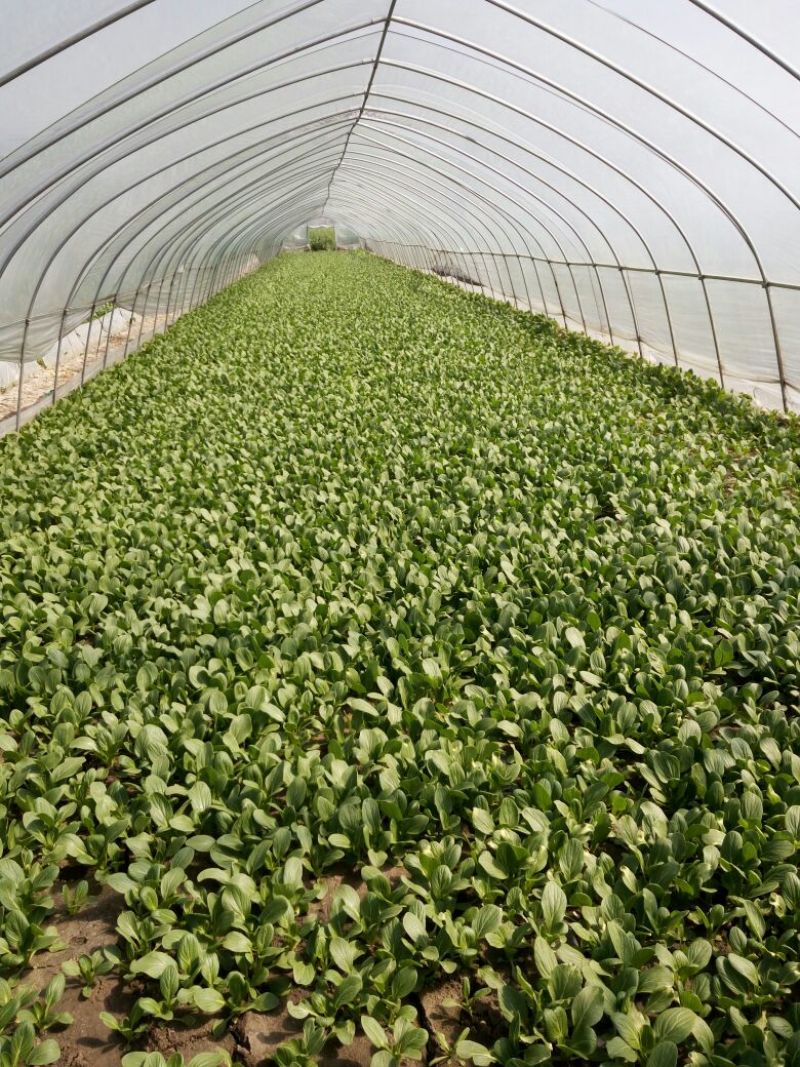 专业代收食堂小青菜