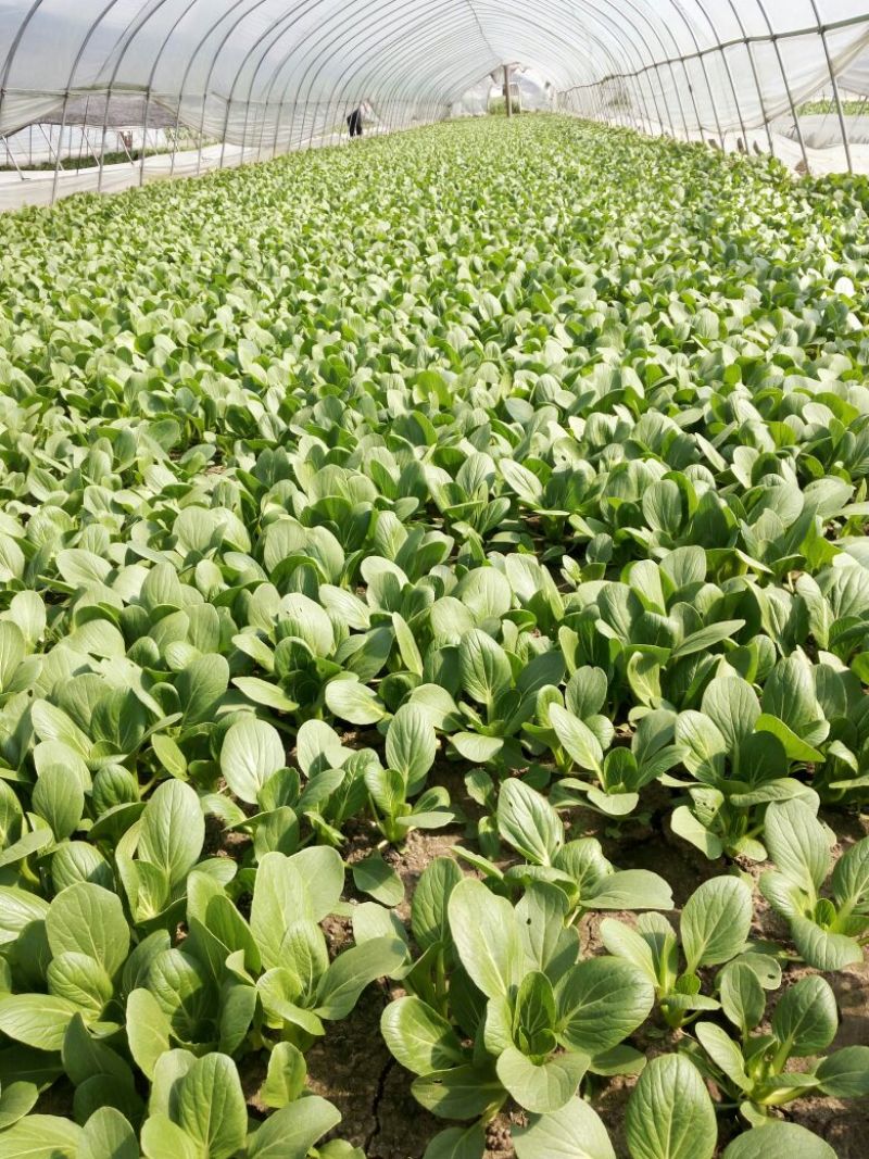 专业代收食堂小青菜