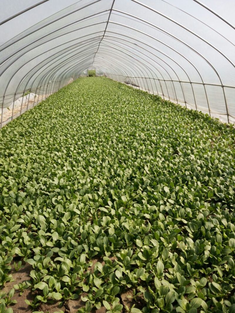 专业代收食堂小青菜