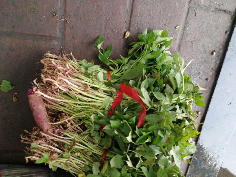 红薯苗15~25cm