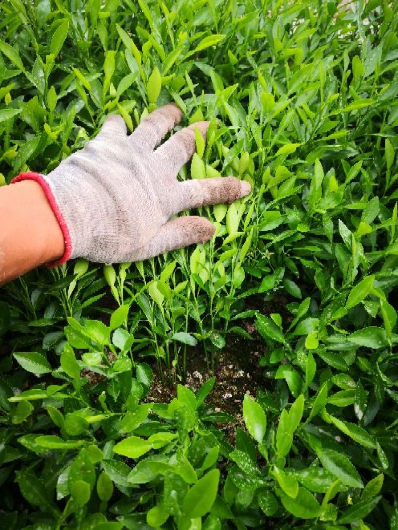 香橙苗小叶软枝香橙苗广西香橙小苗产地直发包成活