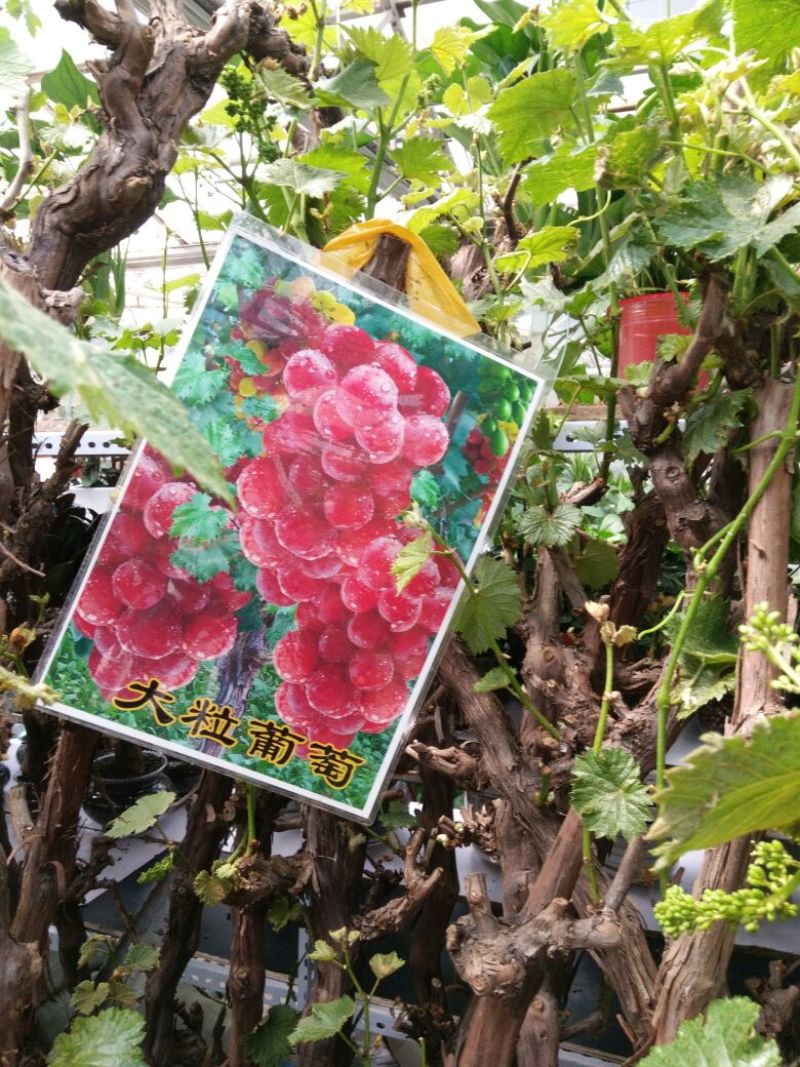 葡萄苗110~150cm5年