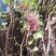 葡萄苗110~150cm5年