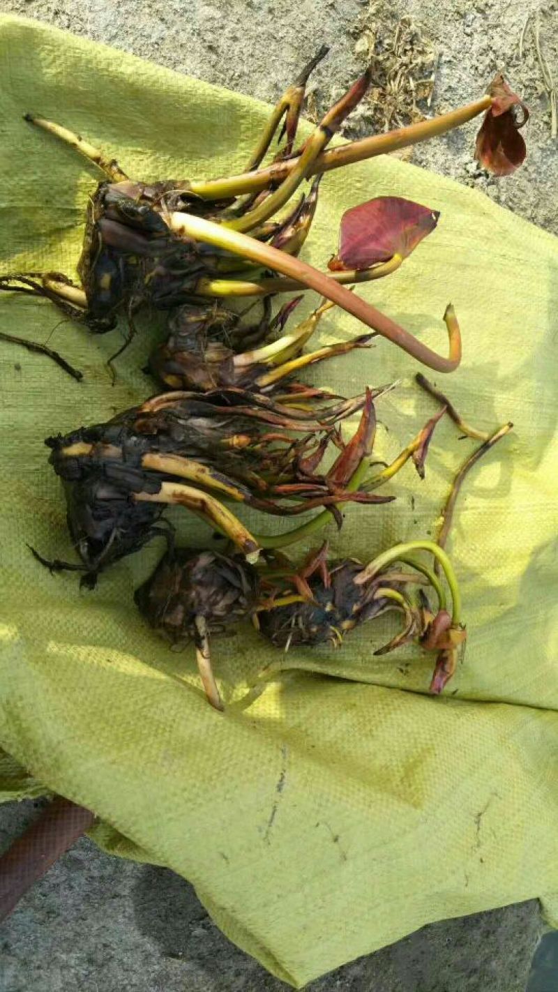 荷花60cm以上