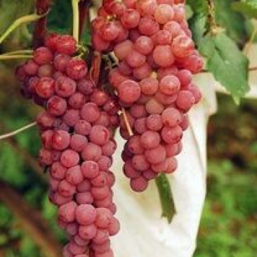 葡萄苗5年110~150cm