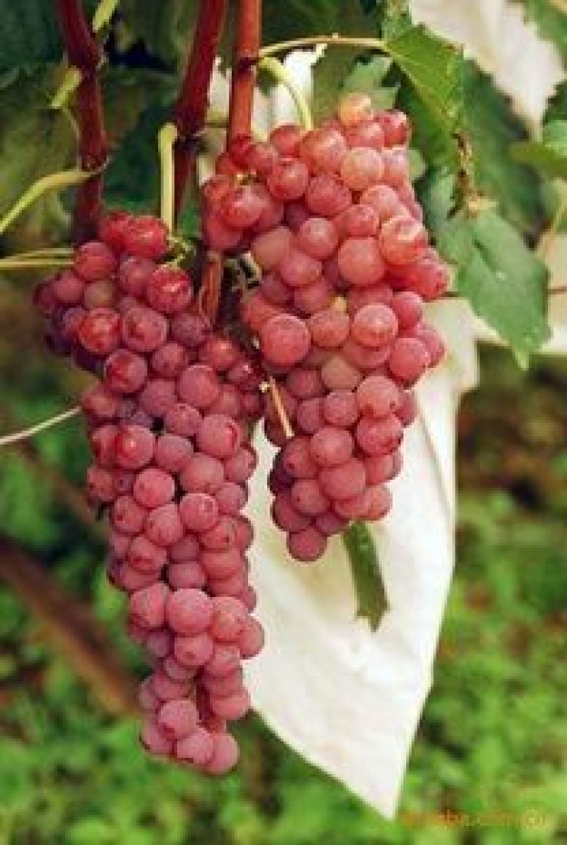 葡萄苗5年110~150cm